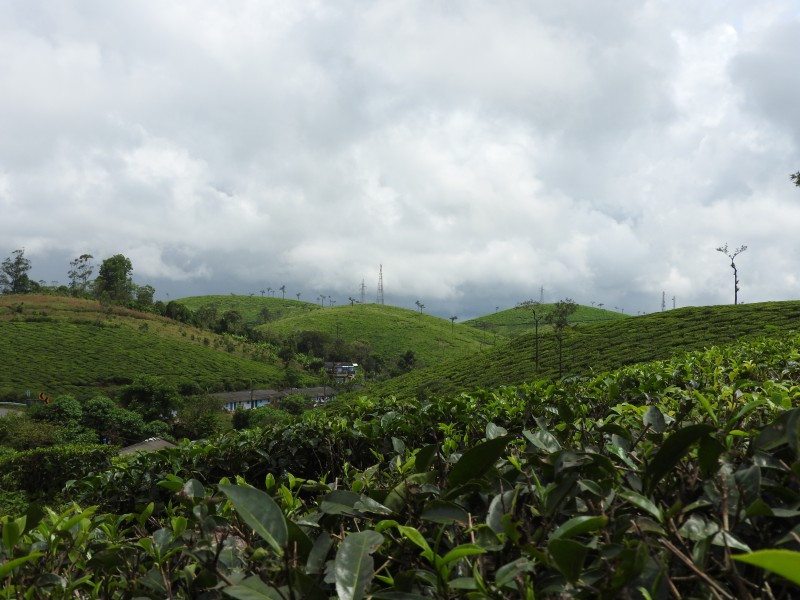 14 PERIYAR Piantagione di te